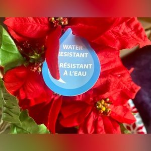 Poinsettia red plant Christmas